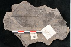 Foto (Objekt + Etikett) von Daphniphyllum sp. (NHMW-GEO-2024-0188-10158b)